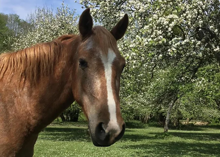 Le Grand Clos De Saint Martin Gasthuis